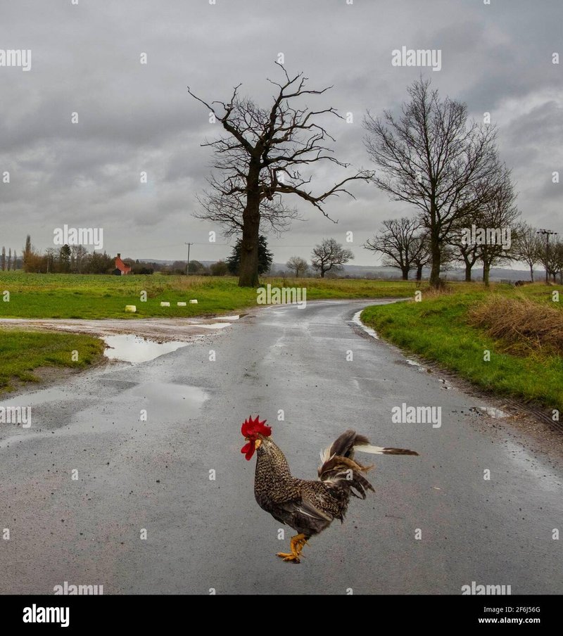 Explorez jeu du poulet
